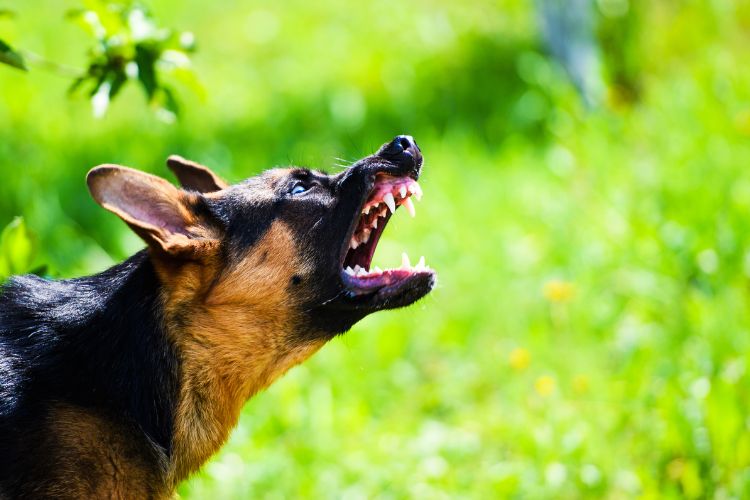 dog barking showing teeth