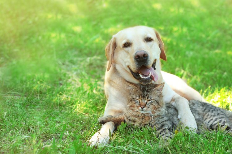 preventing dog attack friendly dog with cat