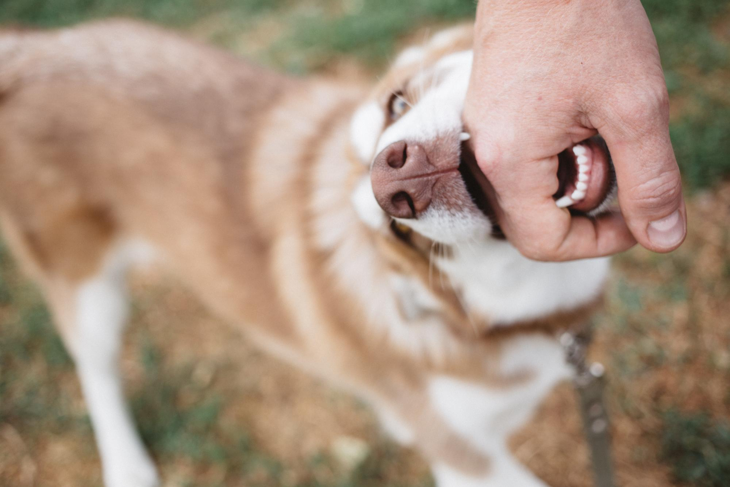 Steps to Take After a Dog Bite Incident in Arizona Steps to Take After a Dog Bite Incident in Arizona